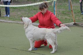 Собака породы ретривер