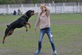 Собака породы ротвейлер