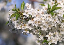 Flowering branch of cherry