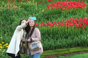Girls make a sephi on a background of flowerbeds with tulips
