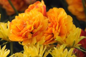 Tulip Fair "Fairy Tales of the World"