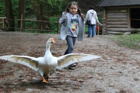 Дівчинка і гусак