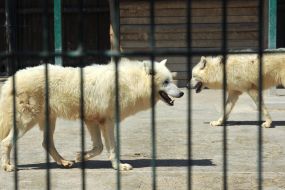 Белый полярный волк