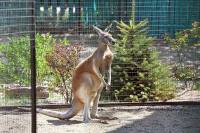 Kangaroo