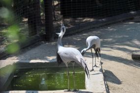 Журавль-красавка