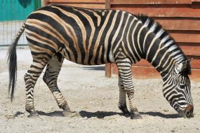 Chapman's zebra