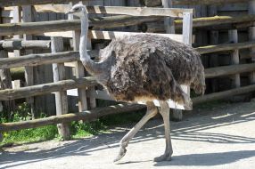 Ostrich