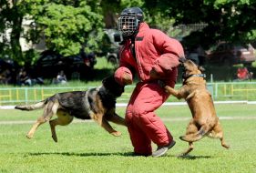 Международная выставка собак