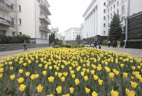 Желтые тюльпаны