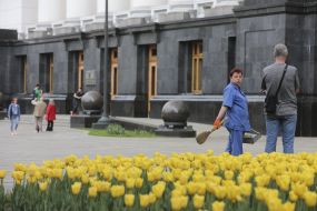 Желтые тюльпаны