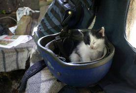 Kitten sitting in a helmet journalist
