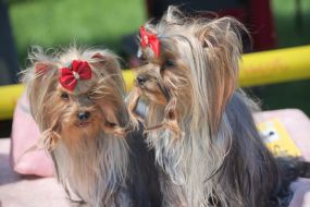 Dog Show "Cup of Chernigov"