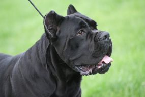 Dog Show "Cup of Chernigov"