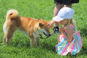 Dog Show "Cup of Chernigov"