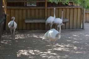 Ostriches