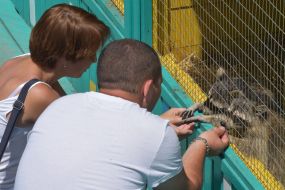A man and a woman feed raccoons