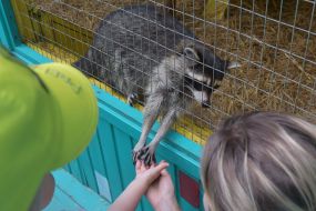 Raccoon communicates with people
