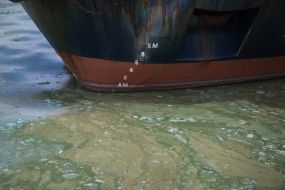 Algae on the territory of the Odessa port