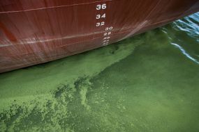 Algae on the territory of the Odessa port