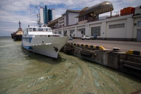 Algae on the territory of the Odessa port