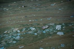 Algae on the territory of the Odessa port
