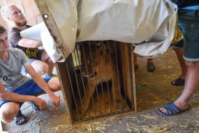 Лев в клетке