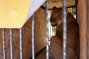 Лев в клетке