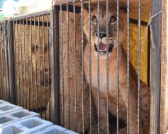 Львы в клетке