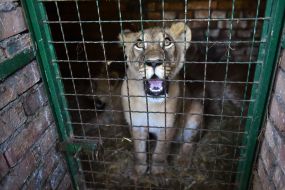 Лев в клетке