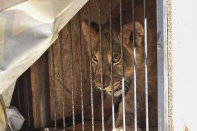 Лев в клетке