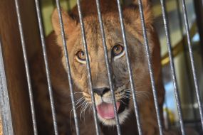 Лев в клетке