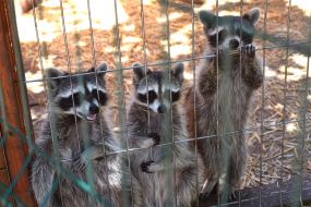 Treasures in the cage