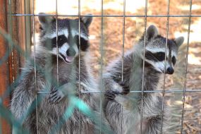 Treasures in the cage