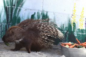 Porcupine in the cage