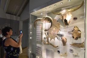 The exhibition "Ice Age: The Return of Mamut to Lviv"