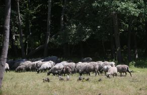 Sheep flock