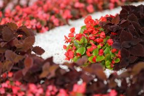 Выставка «Цветущая Эллада»