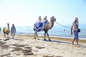 Men lead a camel and a llama on the beach