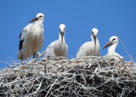 Stork in the nest