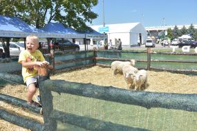 Мальчик возле ограждения с овцами