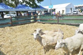 Ограждение с овцами