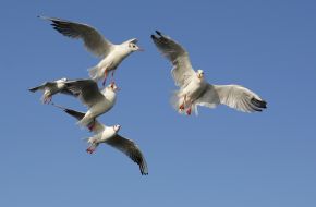 The seagulls