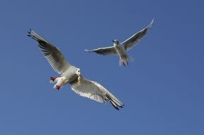 The seagulls