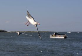 The seagulls