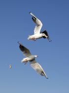 The seagulls