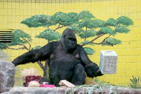 Горила Тоні