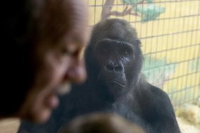 Горила Тоні