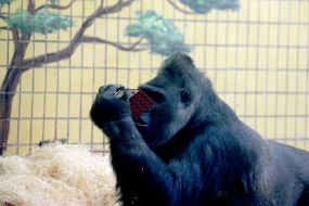 Горила Тоні