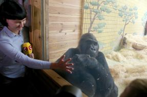 Горила Тоні