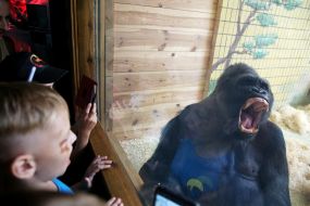 Горила Тоні